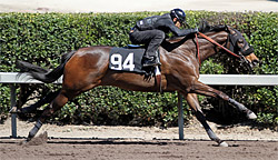2012 Barretts March Sale